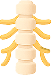 Nerve & Spine